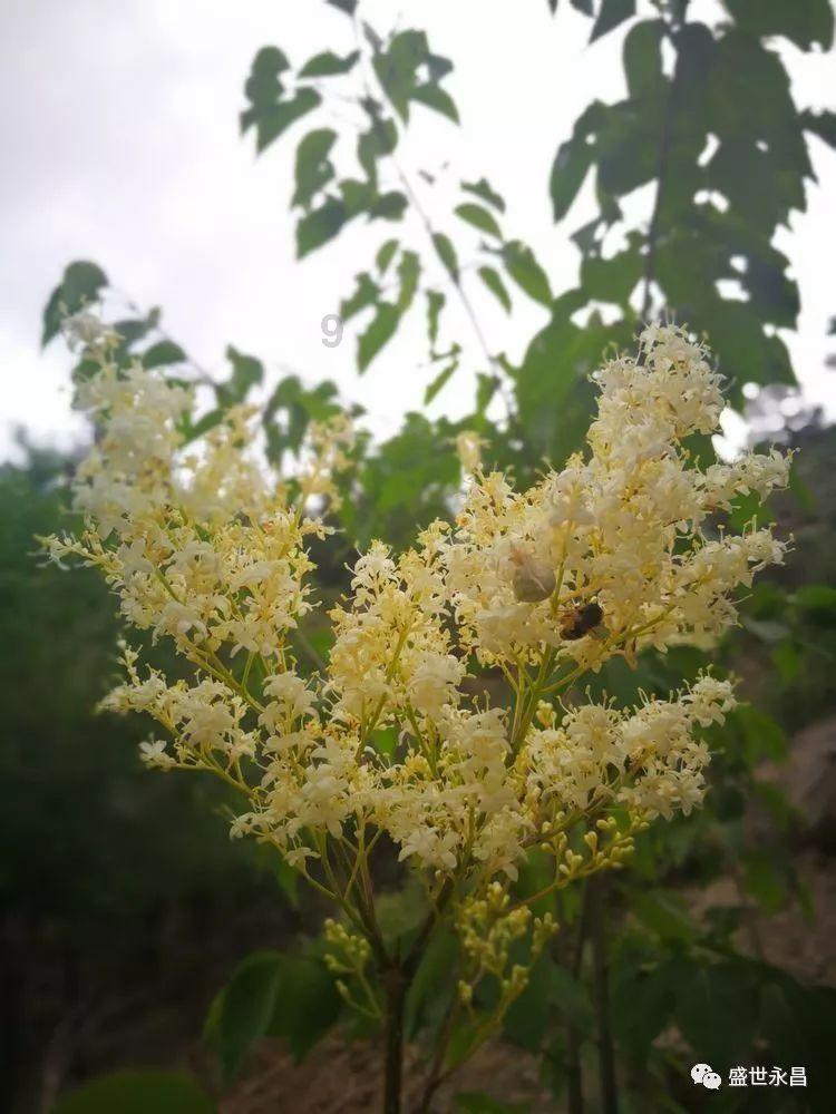 硕大的苹果